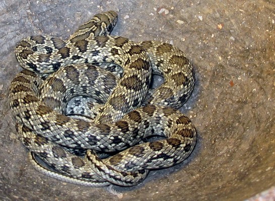 Uno de los más bellos ofidios con el que podríamos toparnos durante nuestras rutas es la culebra de herradura (Hemorrhois hipocrepis). Este joven ejemplar, concretamente, se nos cruzó de camino a las excavaciones de La Bastida