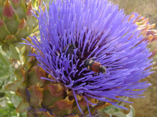 Cynara humilis o, como se la conoce comúnmente, cardo borriquero en los Barrancos de Gebas (Alhama de Murcia).
