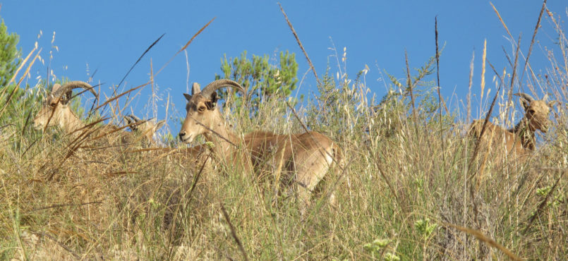 Los Arruís o Muflones del Atlas se reproducen velozmente, por lo que no se hace difícil toparse con extensas manadas a lo largo de la ruta. Está imagen fue tomada en la ladera del cerro de La Bastida.