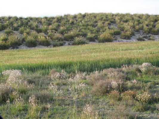 En primer plano destaca el Asphodelus fistulosus, conocido comúnmente como gamoncillo o “varica de San José”. En segundo plano un cultivo de cebada, base de la alimentación de las gentes argáricas y, finalmente, una concentración de espartos, empleados entonces y aun actualmente, aunque cada vez menos, para la elaboración de cestería, calzado, cordaje, entre otros.