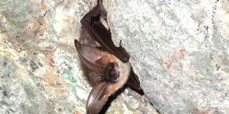 Los quirópteros son habituales en las cavidades y abrigos diseminados por el Parque Región de Sierra Espuña l y sus inmediaciones. Ejemplar de murciélago orejudo gris (Plecotus ausriacus) fotografiado en la Cueva de la Pólvora.
