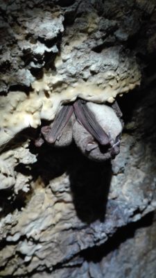 Dos de esos morciguillos que inspiraron uno de los nombres de la cueva intentan seguir con su siesta.